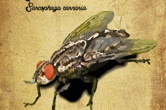 Masiarka-obycajna